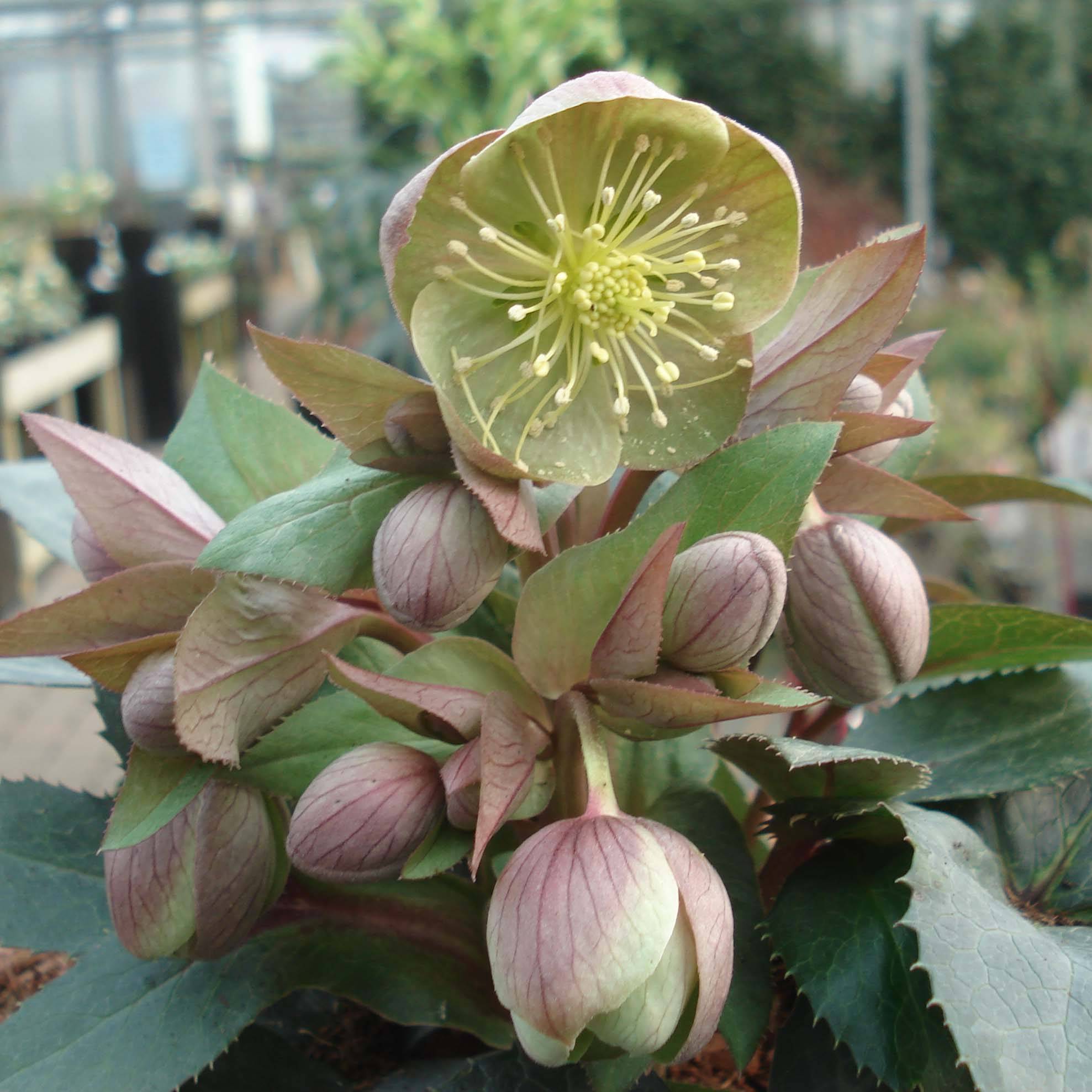 Promesse de Fleurs - Hellébore sternii Grey Star - Hellébore de Stern Pot de 1L/1,5L
