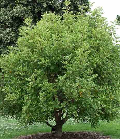 0 - Ceratonia siliqua (caroubier) ADULTE : Substitut au chocolat Pot 350L - 200/250cm - Péri 50/60 - Image 1