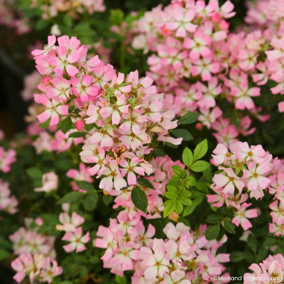 Promesse de Fleurs - Rosier miniature Galaxy Vega Pot de 1,5L/2L