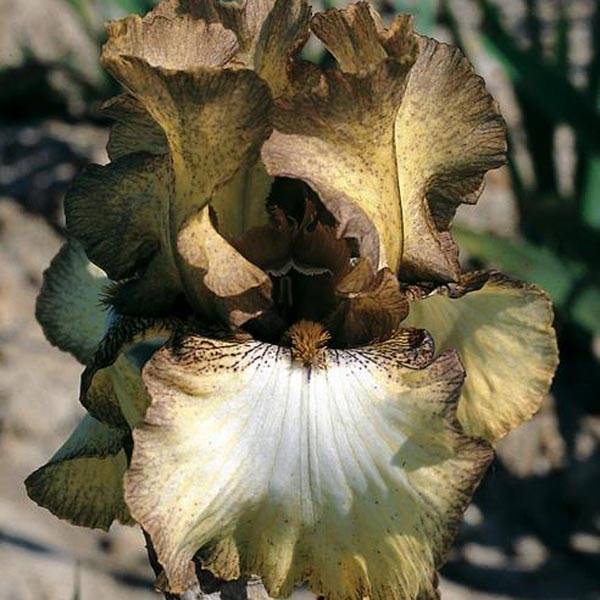 Iris germanica Patina - Iris des Jardins Godet de 8/9 cm
