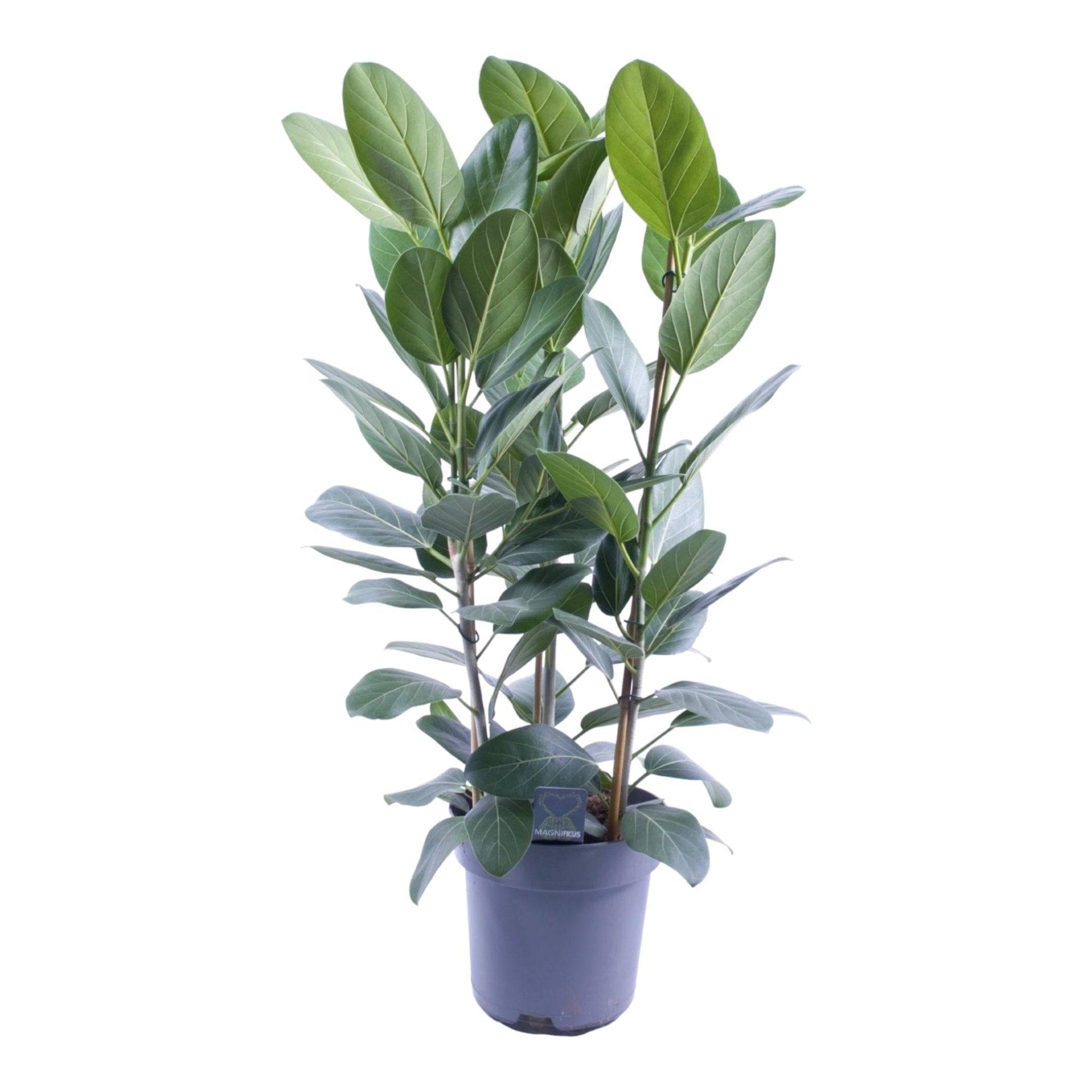 La Green Touch - Ficus Audrey 75cm - Plante d'intérieur- La Green Touch - Image 2
