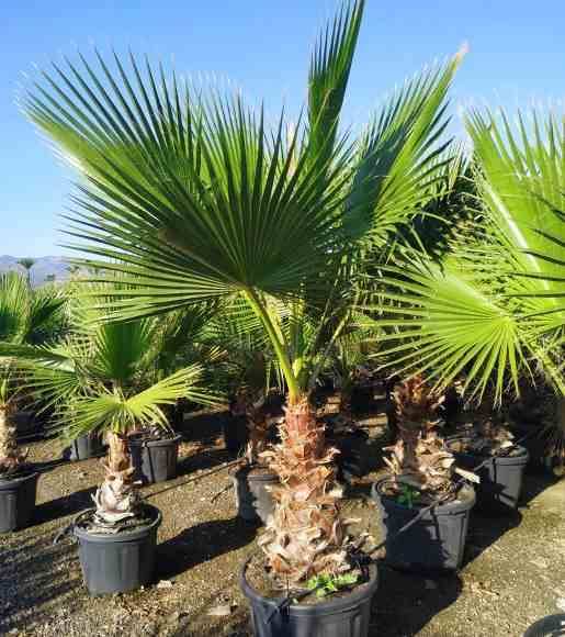 Sans Marque - Washingtonia Robusta (Palmier éventail, Palmier du Mexique) Couleur floraison:Rose - Taille:Pot 110L - 175/200cm - pied 80/100 - Image 7