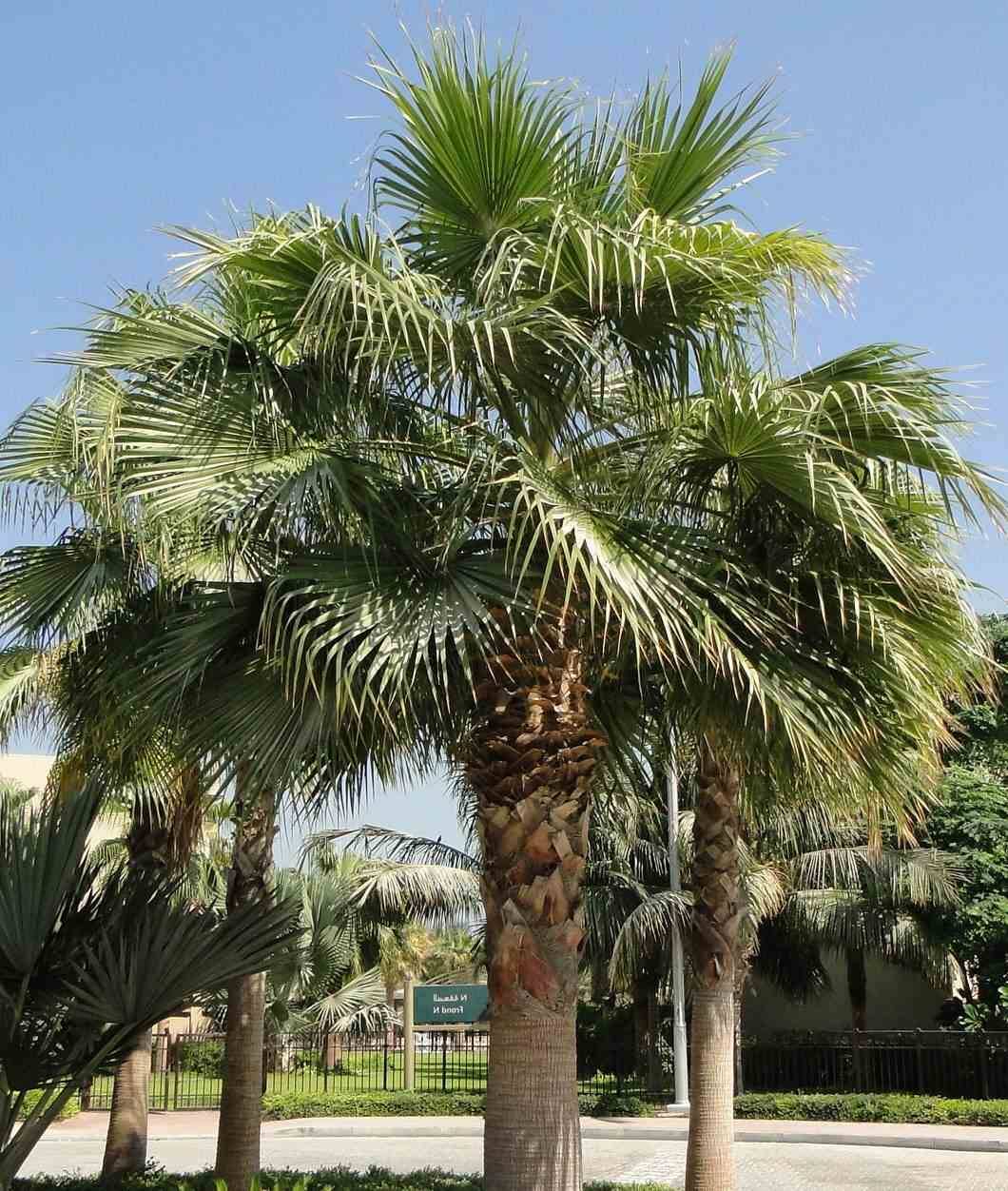 Sans Marque - Washingtonia Robusta (Palmier éventail, Palmier du Mexique) Couleur floraison:Rose - Taille:Pot 110L - 175/200cm - pied 80/100 - Image 5