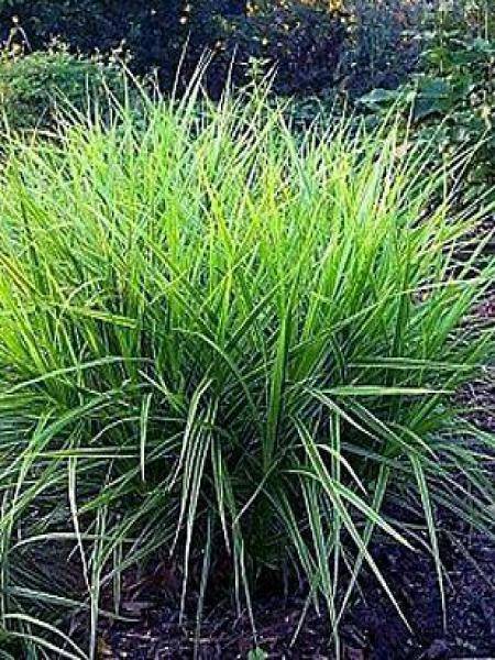 Promesse de Fleurs - Carex muskingumensis Variegata - Laîche palmée Godet de 8/9 cm