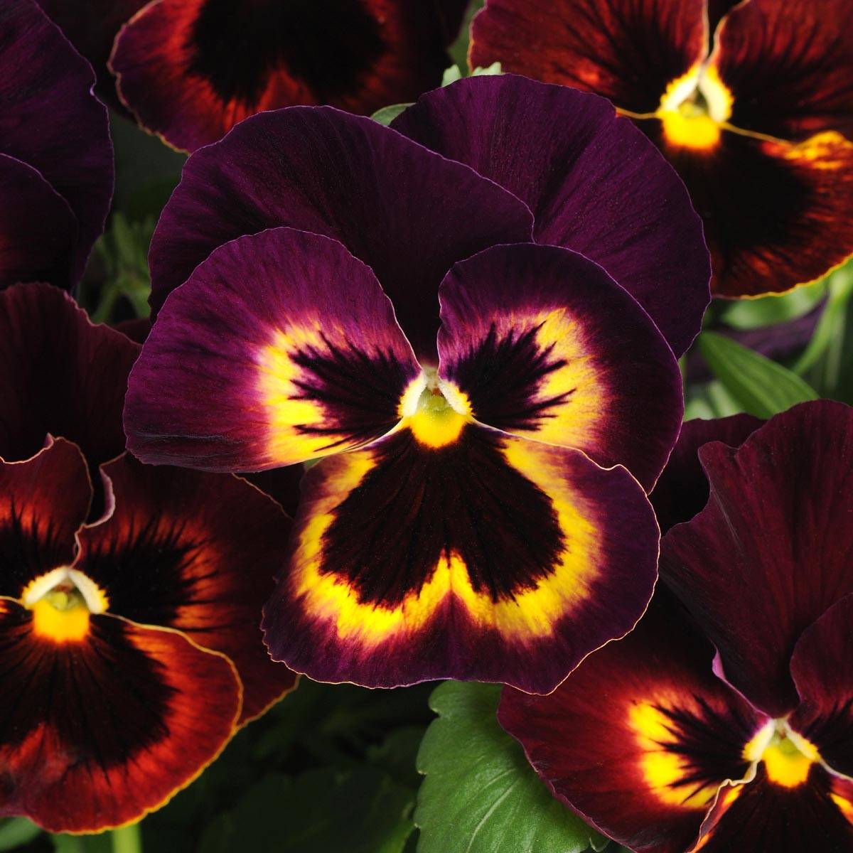 Promesse de Fleurs - Pensée à Fleurs Moyennes Matrix Sangria F1 Mini-motte - Viola hybrida Mini-motte Ø 1,5/2,5 cm, Plant vert de 3 à 5 cm de haut environ (par 5)
