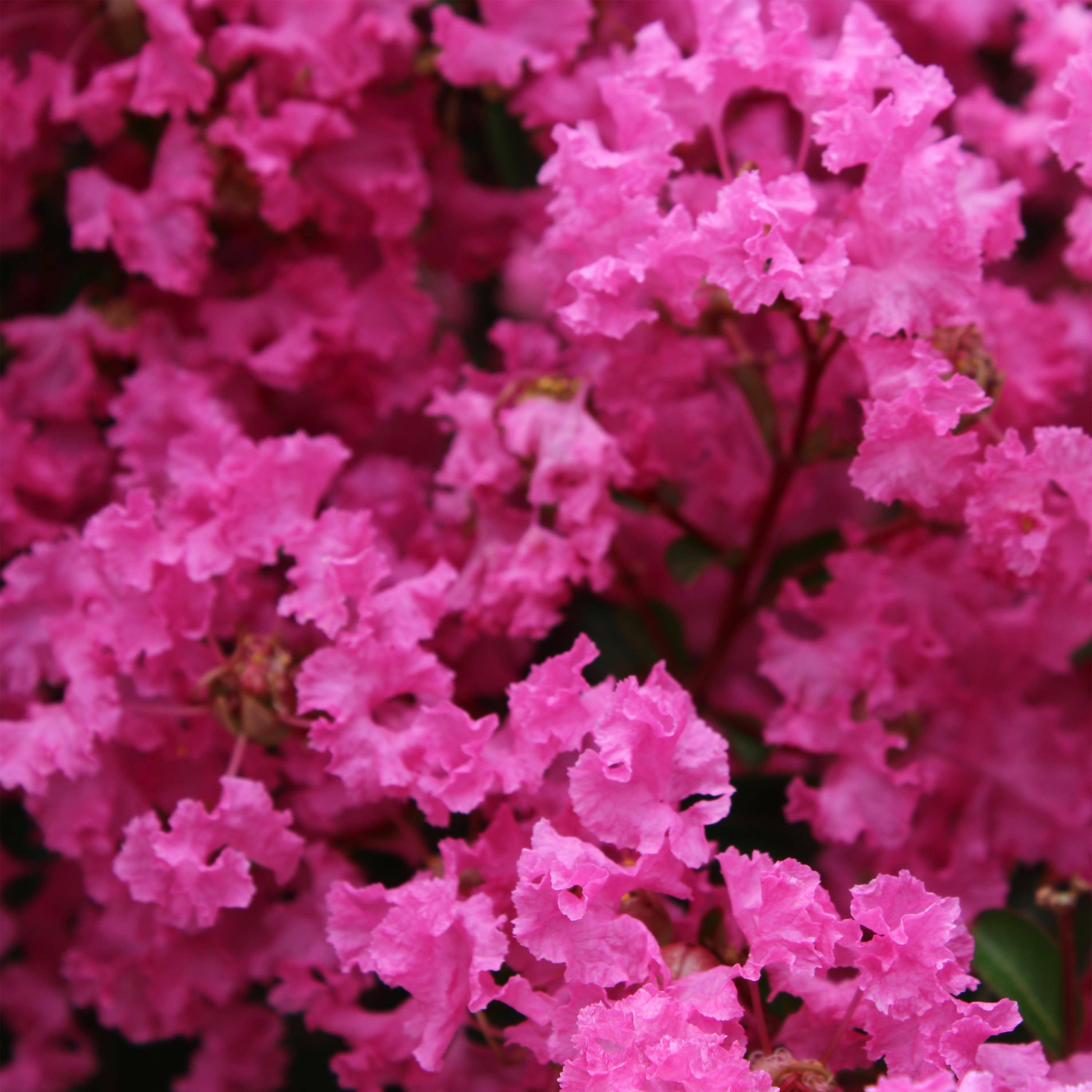 Promesse de Fleurs - Lagerstroemia indica La Mousson - Lilas des Indes Pot de 3L/4L - Image 1