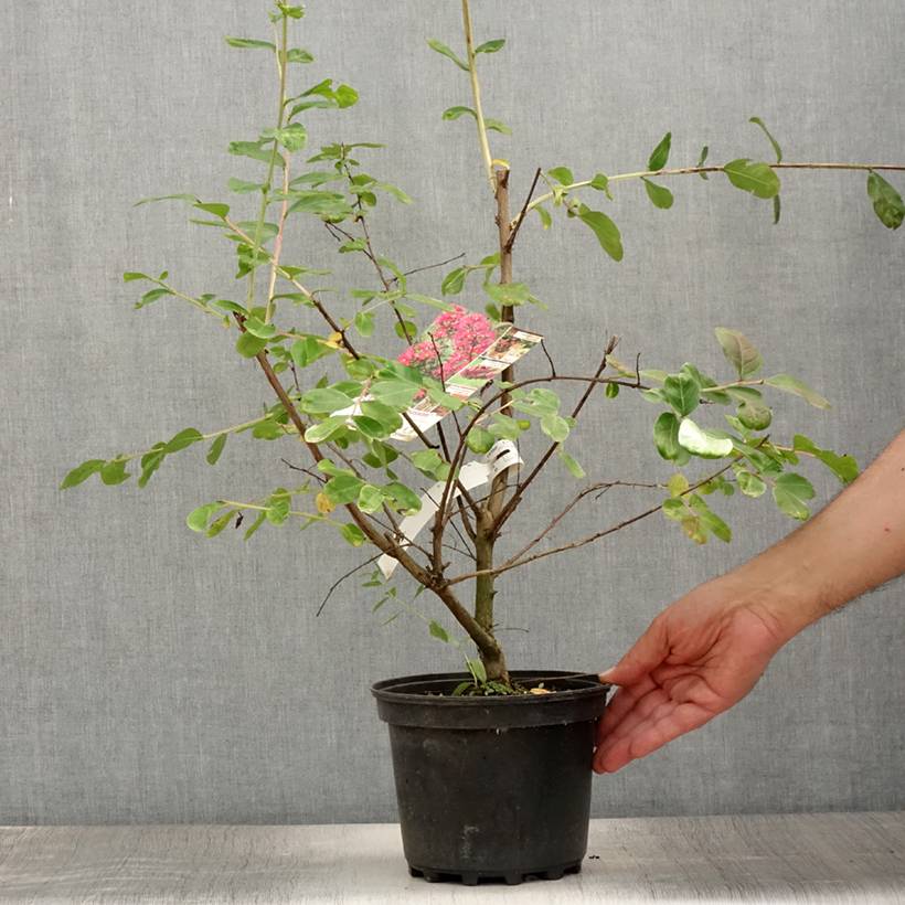 Promesse de Fleurs - Lagerstroemia indica La Mousson - Lilas des Indes Pot de 3L/4L - Image 2