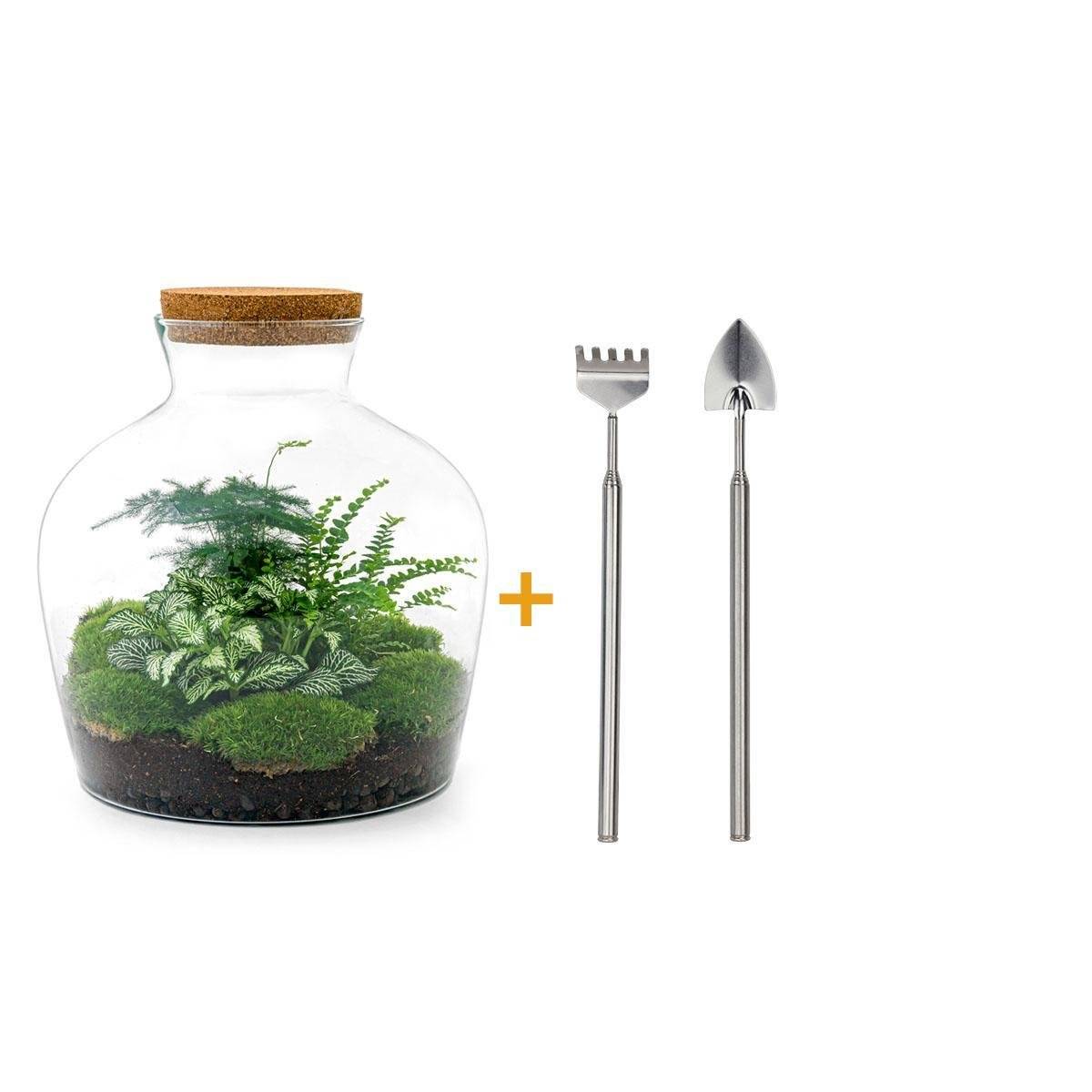 La Green Touch - Kit Terrarium DIY - JOY- La Green Touch  Asparagus + Fougère + Fittonia - Rateau + pelle