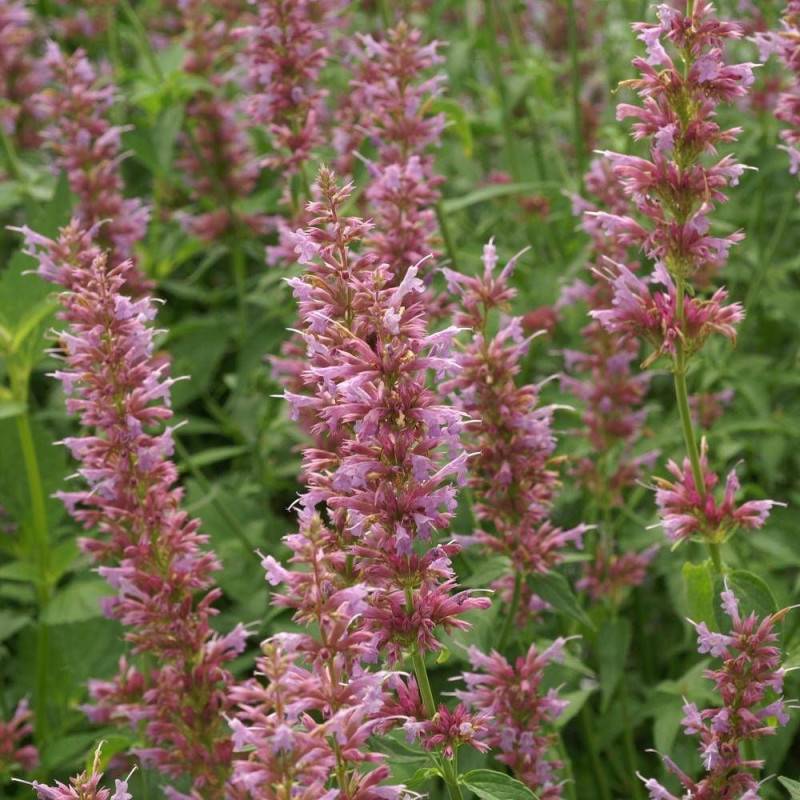 Agastache Ayala à fleurs Rose - feuillage Caduc - Godet - 5/20 cm-  hauteur à maturité De 0,15 m à 0,50 m - Image 1