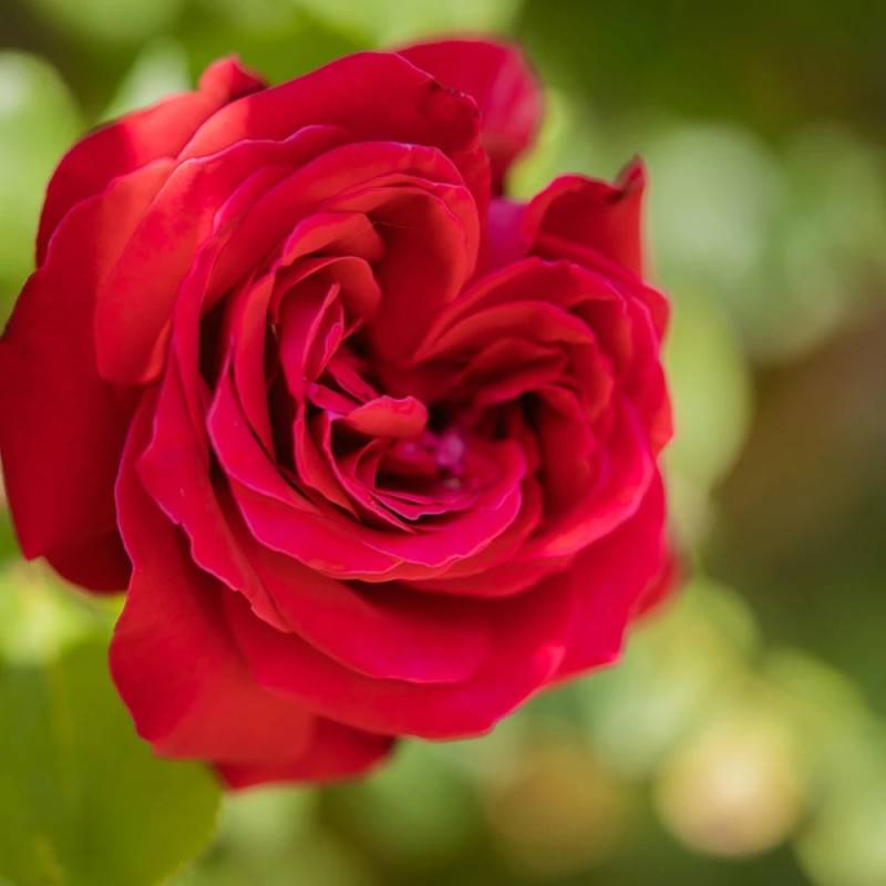 Rosier grimpant Salammbô® 'Delperl' à fleurs Rouge/ - feuillage Caduc - Pot de 3L - Touffe - Image 4