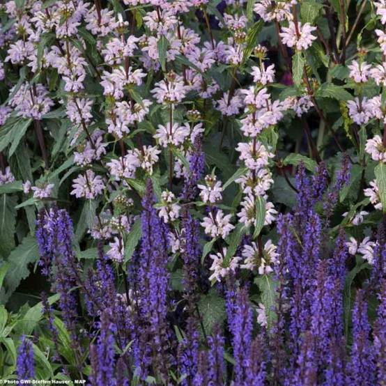 Salvia nemorosa Blauhügel Godet de 8/9 cm