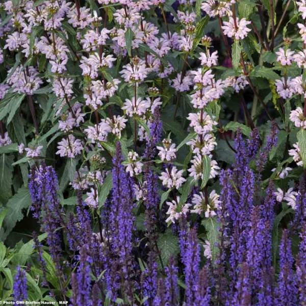 Salvia nemorosa Blauhügel Godet de 8/9 cm