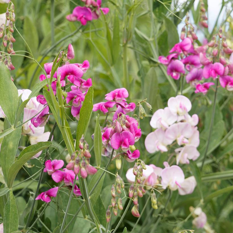 Promesse de Fleurs - Graines de Pois de senteur vivace - Lathyrus latifolius le sachet de 50 graines environ (3g)