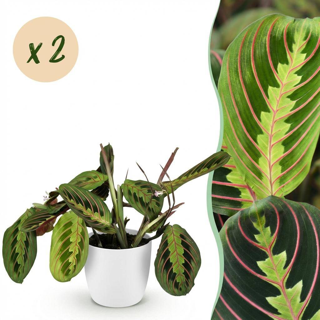 Maranta Fascinator Tricolour - H35cm - Image 2