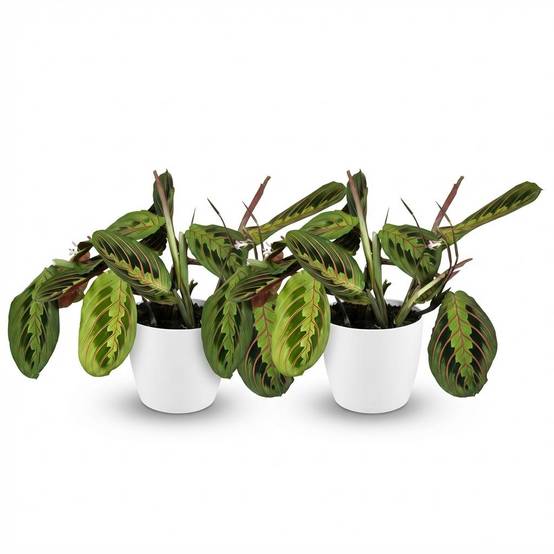 Maranta Fascinator Tricolour - H35cm - Image 4