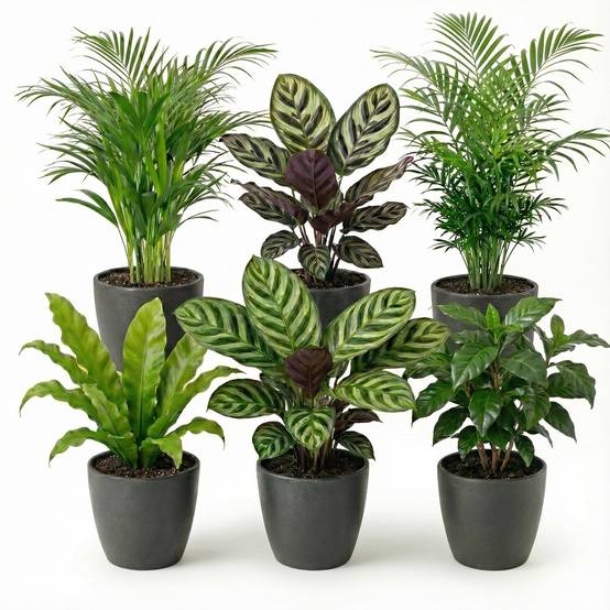 0 - Plantes d'Intérieur - 6 avec Pot Anthracite - Purificatrices - Image 1