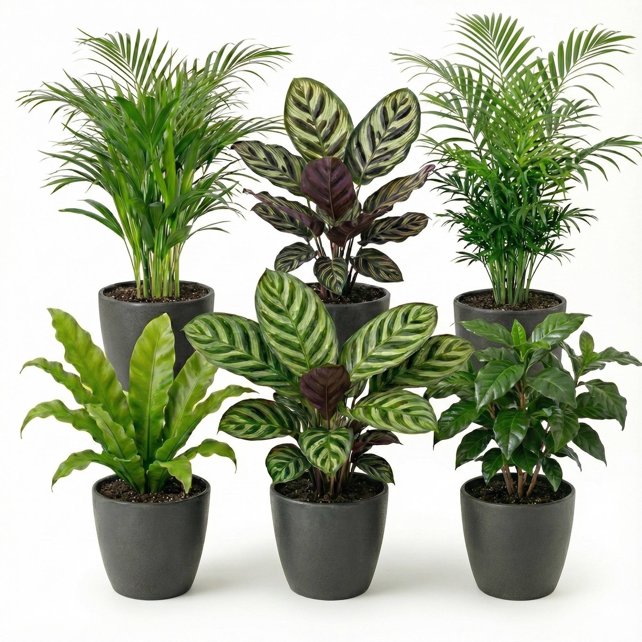 0 - Plantes d'Intérieur - 6 avec Pot Anthracite - Purificatrices - Image 1
