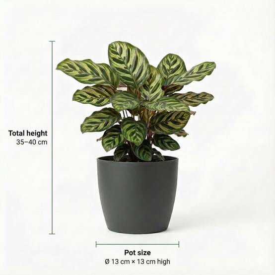 0 - Plantes d'Intérieur - 6 avec Pot Anthracite - Purificatrices - Image 4
