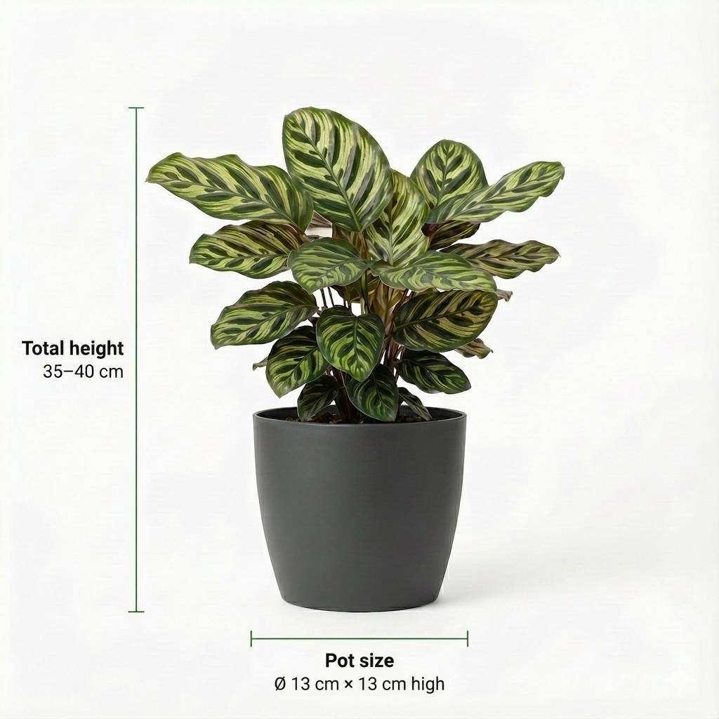 0 - Plantes d'Intérieur - 6 avec Pot Anthracite - Purificatrices - Image 4