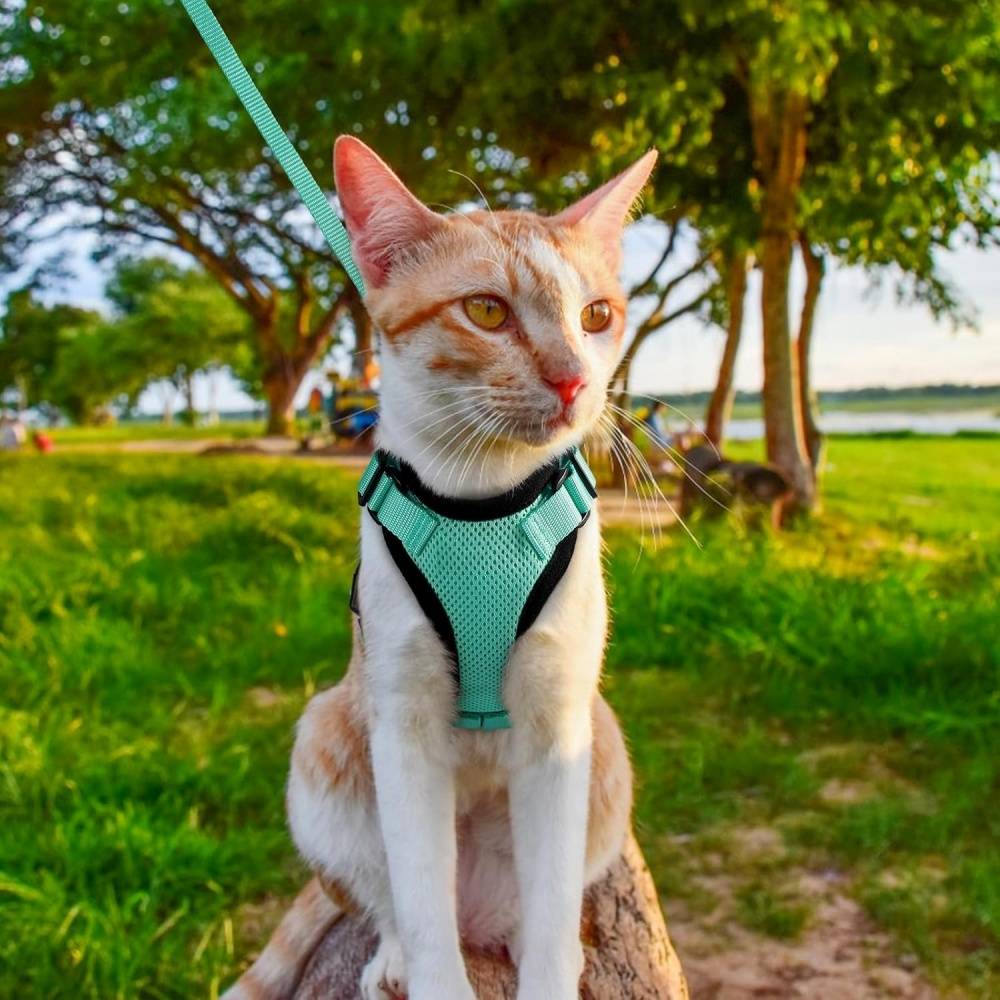 Harnais et laisse réfléchissants pour chat XS IntiMeg - Image 8