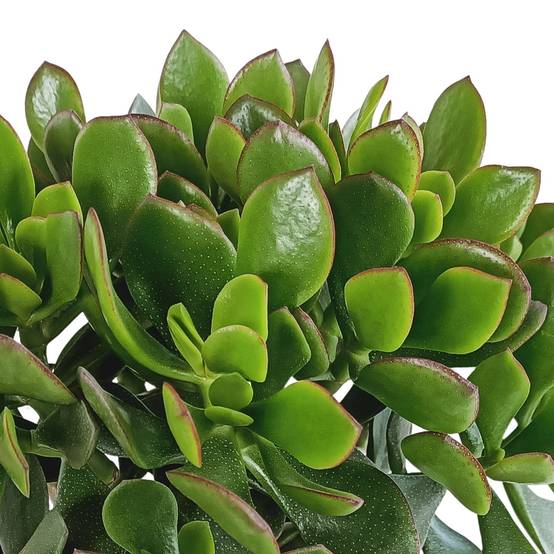 Crassula Minova Écarlate- La Green Touch - Image 4