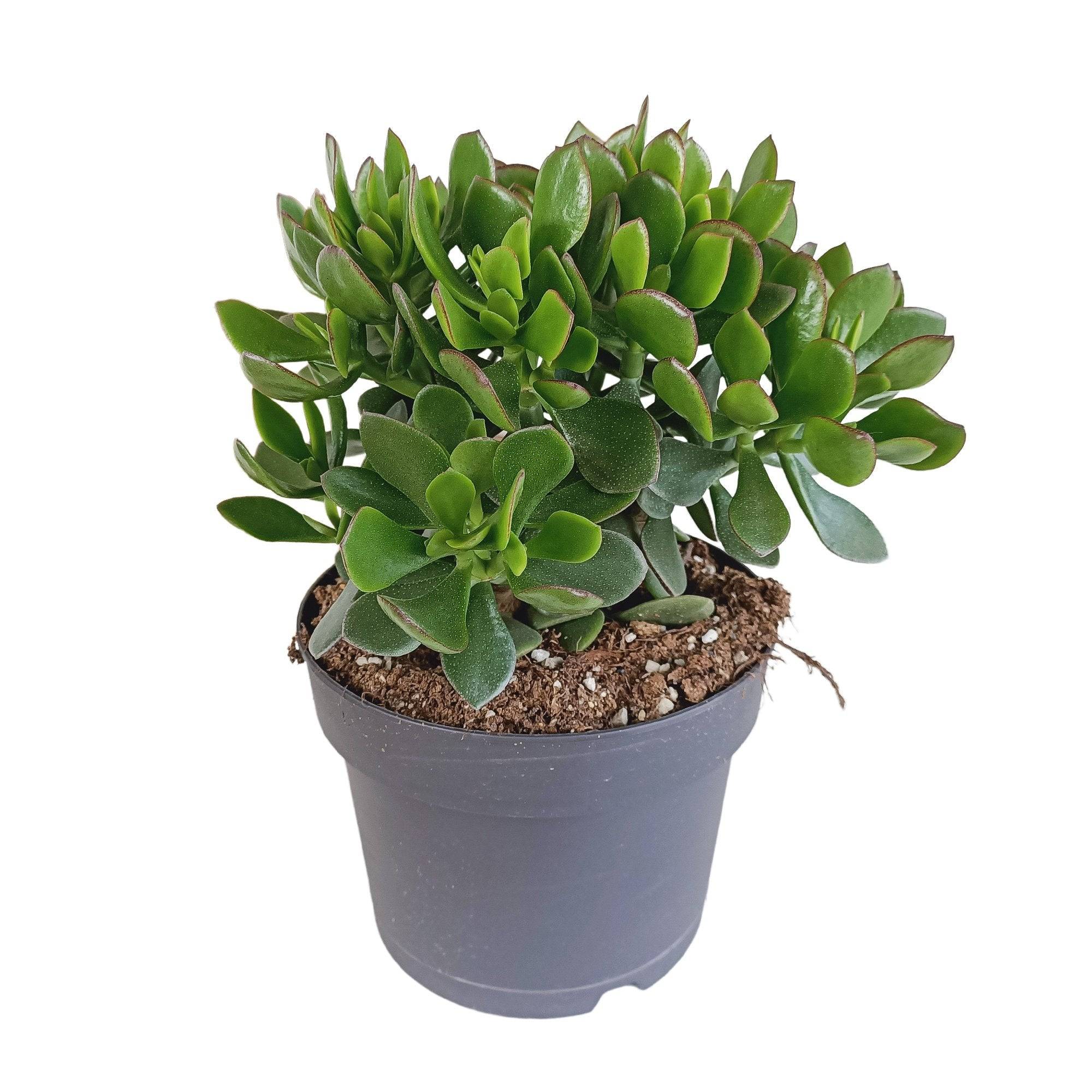Crassula Minova Écarlate- La Green Touch - Image 1