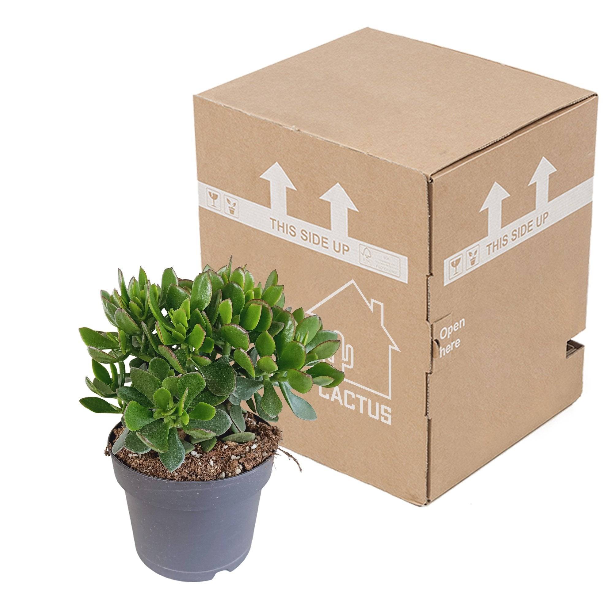 Crassula Minova Écarlate- La Green Touch - Image 3