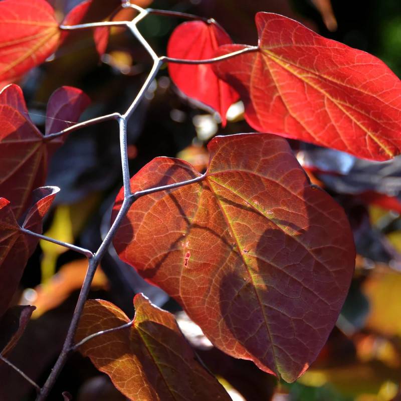 Cercis du Canada Ace of Hearts, Arbre de Judée, Gainier du Canada à fleurs Rose - feuillage Caduc - Pot de 15L - Baliveau-  hauteur à maturité De 3,00 - Image 3