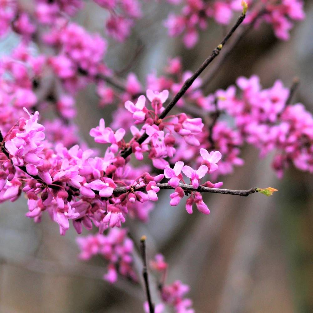 Cercis du Canada Ace of Hearts, Arbre de Judée, Gainier du Canada à fleurs Rose - feuillage Caduc - Pot de 15L - Baliveau-  hauteur à maturité De 3,00 - Image 1