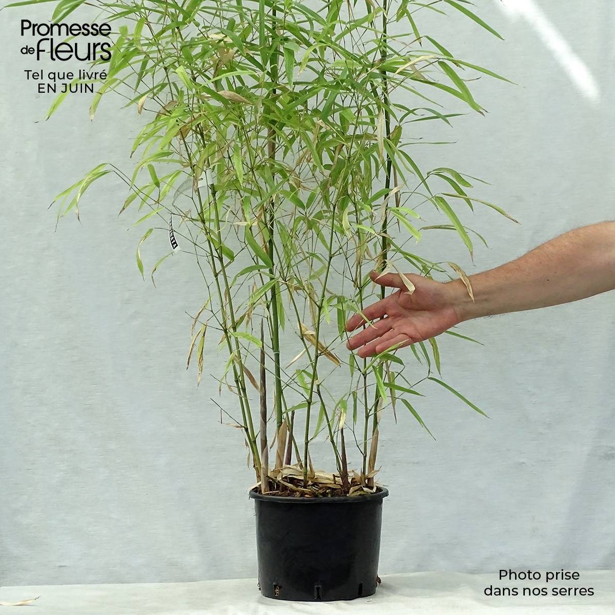 Promesse de Fleurs - Phyllostachys atrovaginata Green Perfume - Bambou moyen Pot de 4L/5L - Image 2