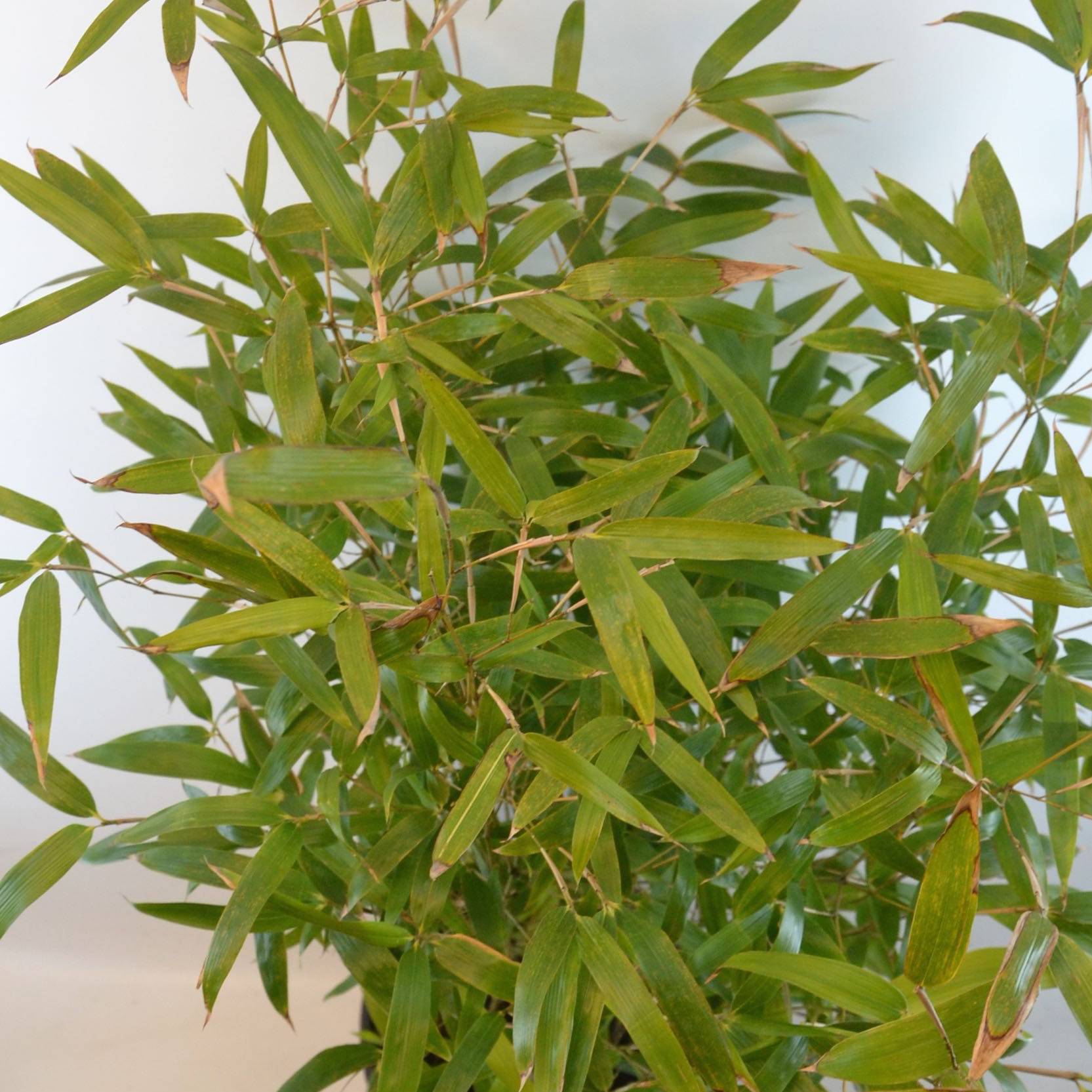 Promesse de Fleurs - Phyllostachys atrovaginata Green Perfume - Bambou moyen Pot de 4L/5L - Image 1