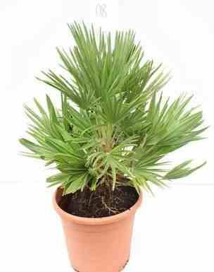 0 - Chamaerops humilis var. volcano (vulcan Palmier doum) Pot de 15 litres - 80/100 cm - Image 2