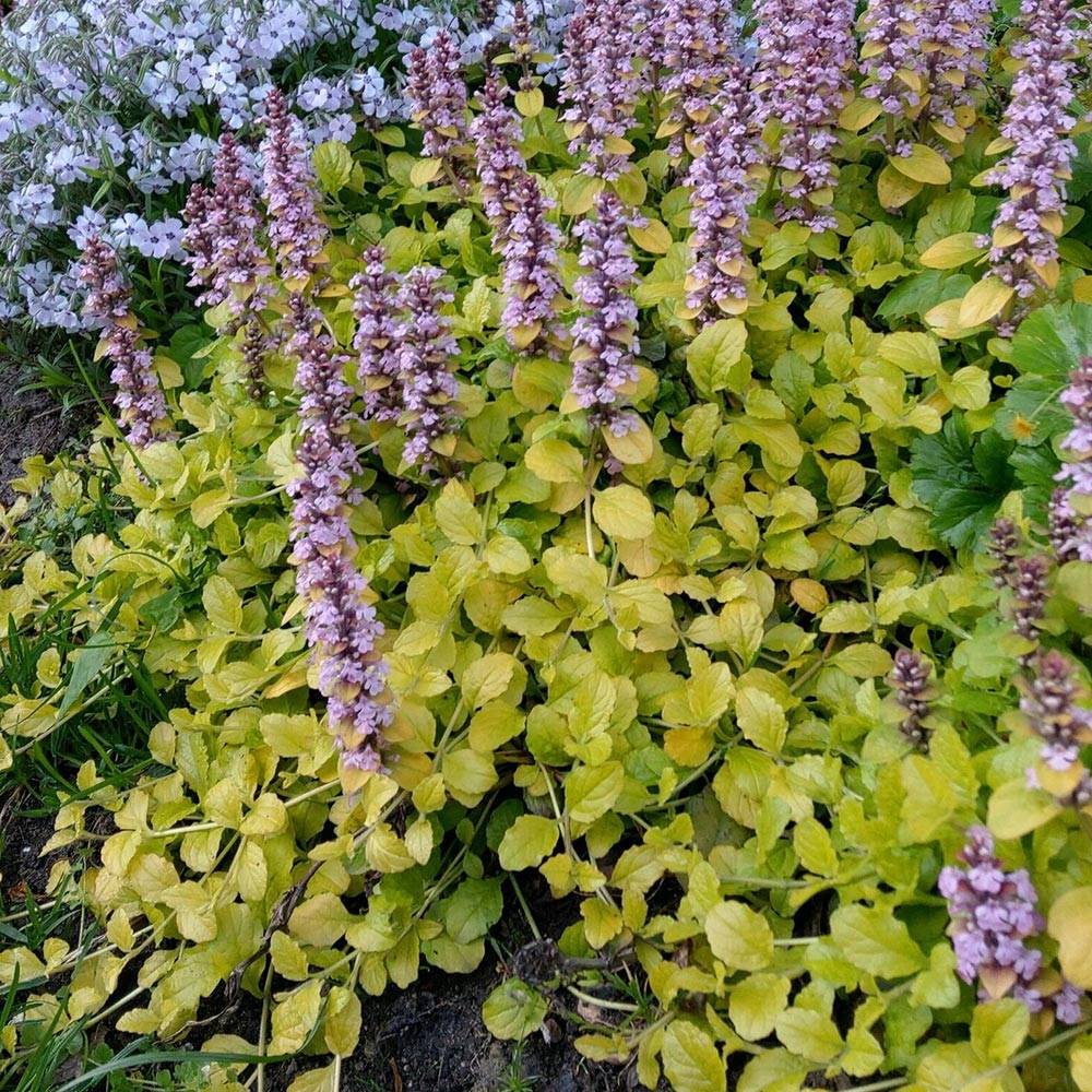 Promesse de Fleurs - Bugle rampante - Ajuga reptans Gold Chang Godet de 8/9 cm