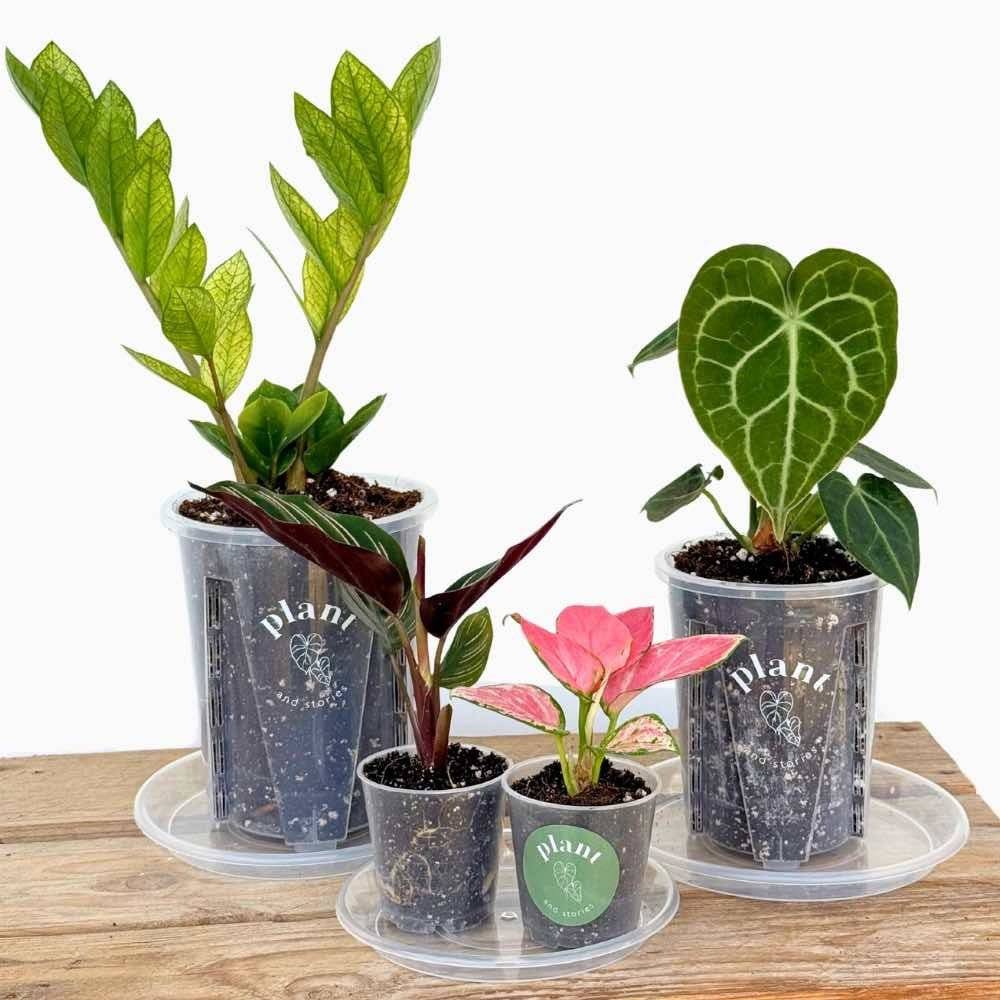 Soucoupes transparentes pour plantes - Soucoupes rigides - Coupelles pour plantes - X5 unités - Pot de 13cm - Image 6