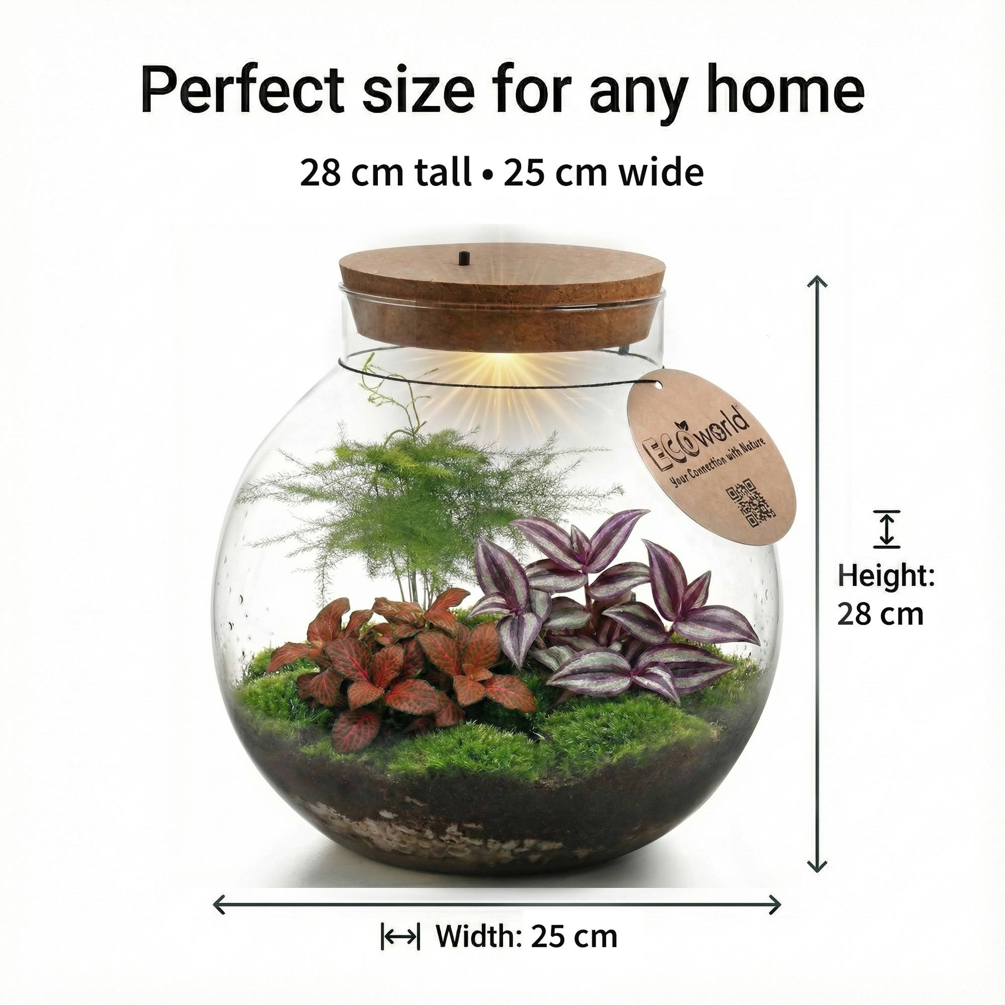 0 - Terrarium Grand - Ø25 cm - Écosystème - Verre - DIY - Image 6