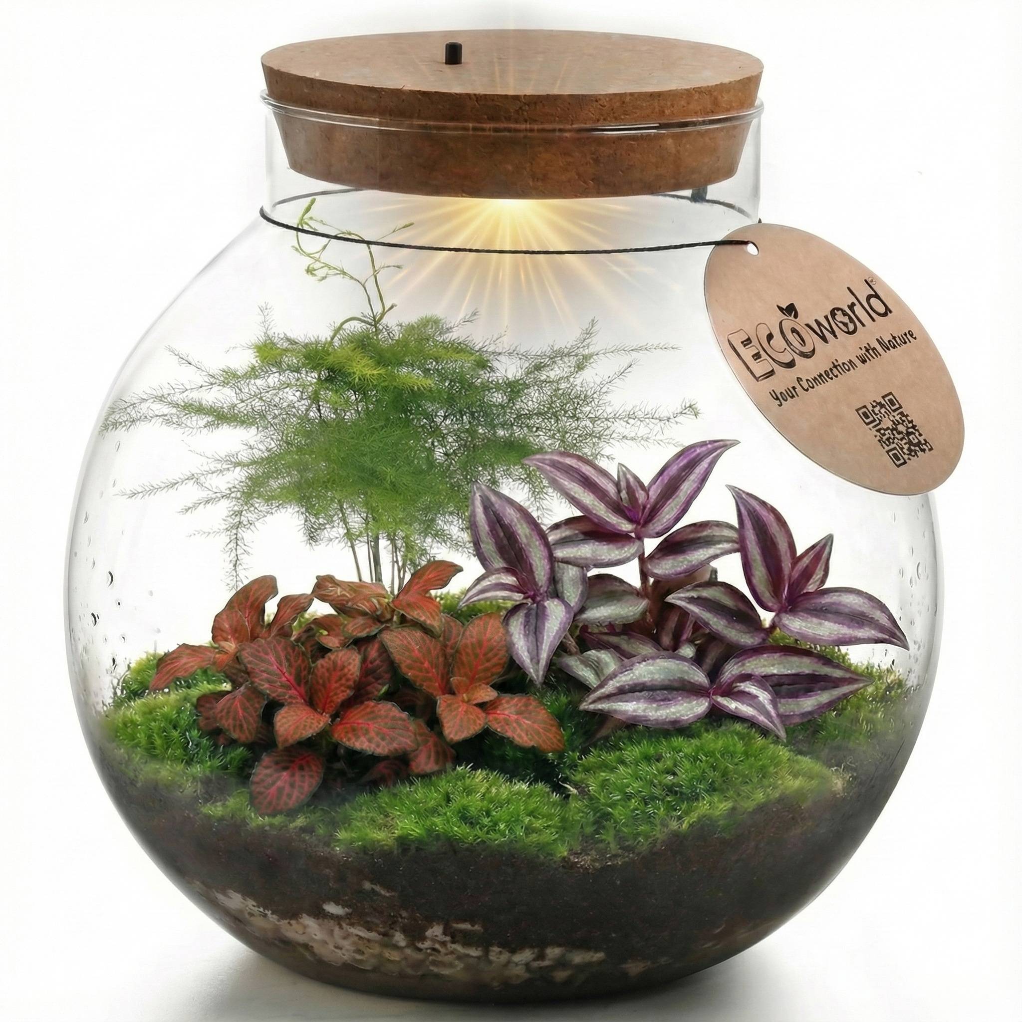 0 - Terrarium Grand - Ø25 cm - Écosystème - Verre - DIY - Image 1