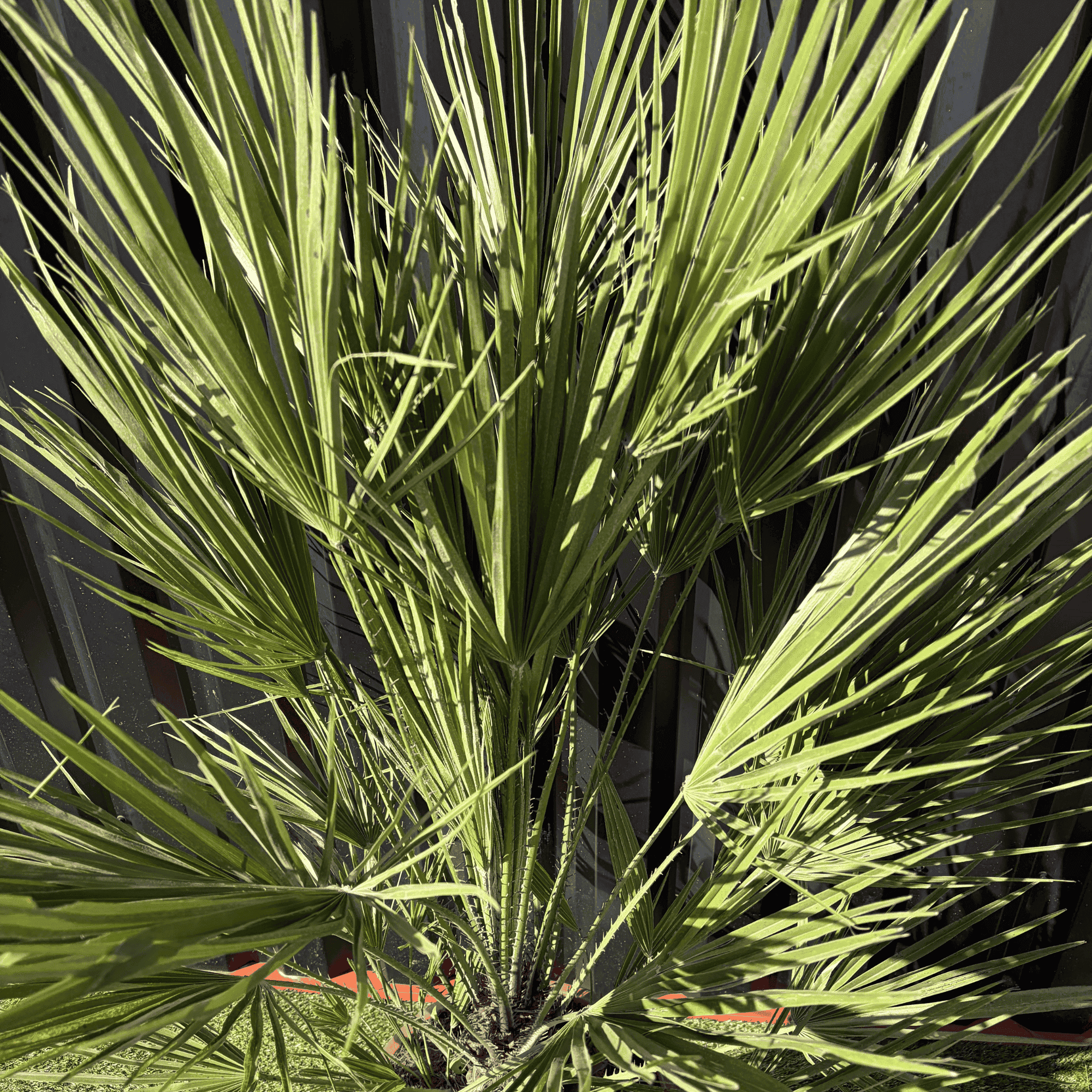 Palmier Chamaerops Humilis, H.160 cm - Image 2