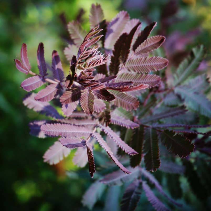 Promesse de Fleurs - Acacia baileyana Purpurea - Mimosa de Bailey pourpre Pot de 3L/4L