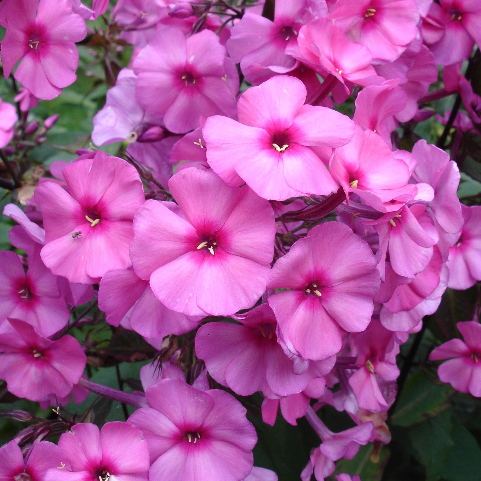 Promesse de Fleurs - Phlox paniculata Amethyst Godet de 8/9 cm
