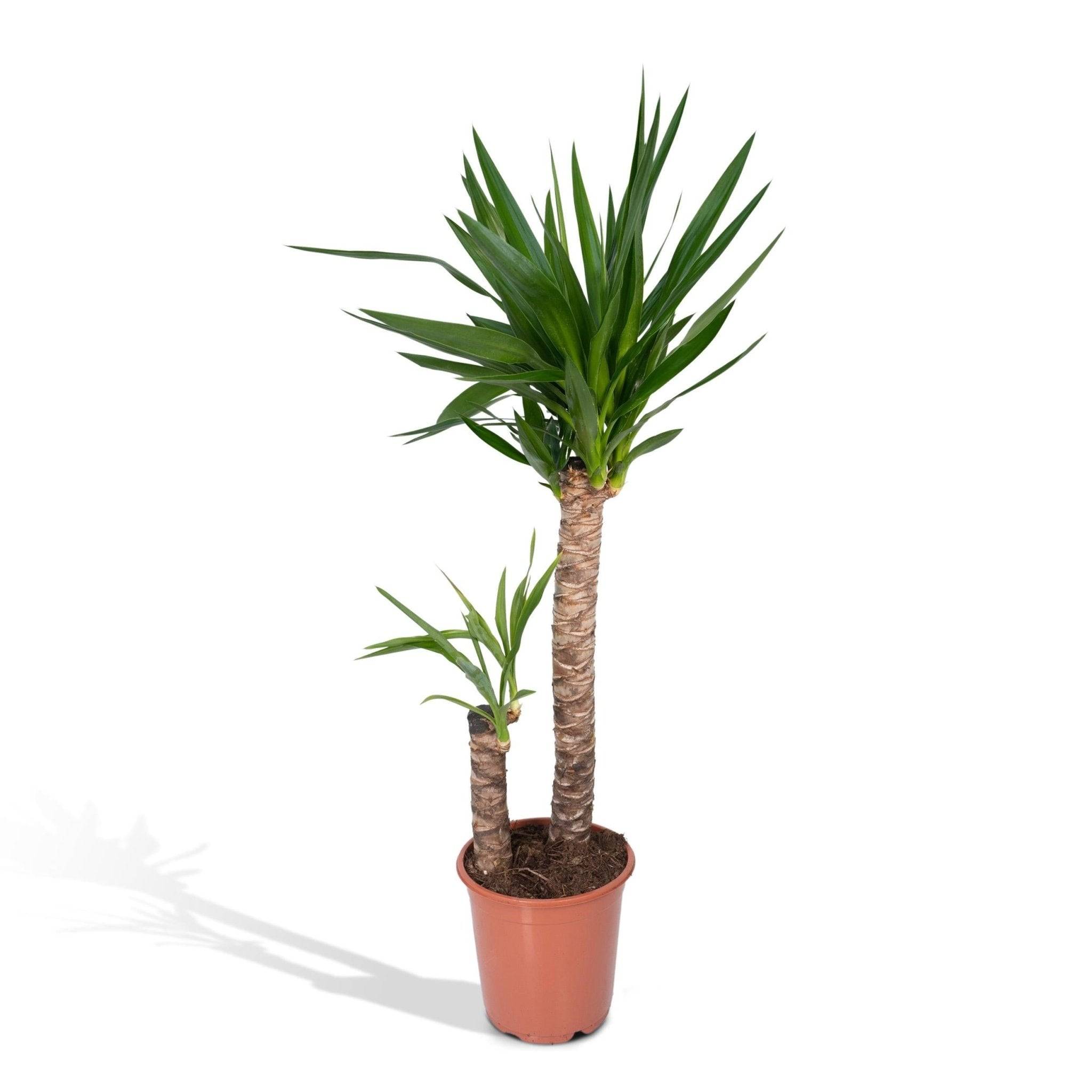 La Green Touch - Yucca XL  h100.0cm 100cm - Plante d'intérieur- La Green Touch - Image 9
