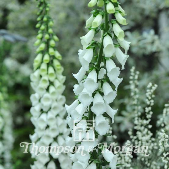 Graines de Digitale Alba - Digitalis purpurea f.albiflora Graines