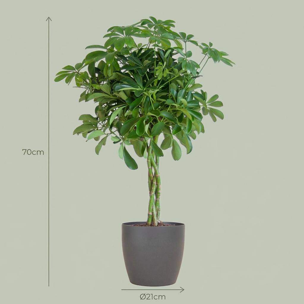Schefflera Arab Nora - Pot de 21cm - Hauteur 70cm - Gris - Plantes d'intérieur - Image 4