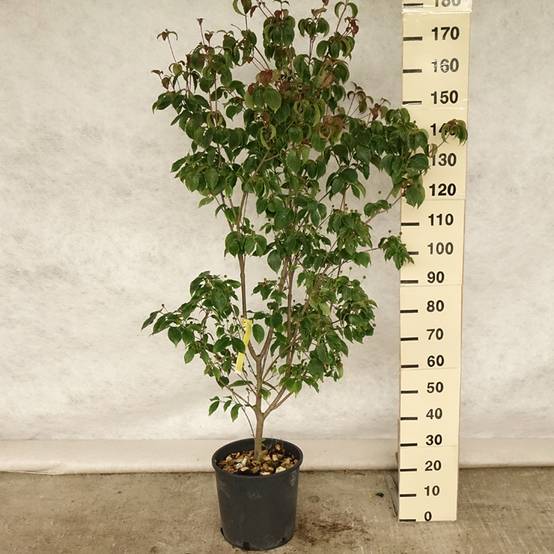 Promesse de Fleurs - Cornus kousa Wieting's Select - Cornouiller du Japon Pot de 18L/20L - Image 2
