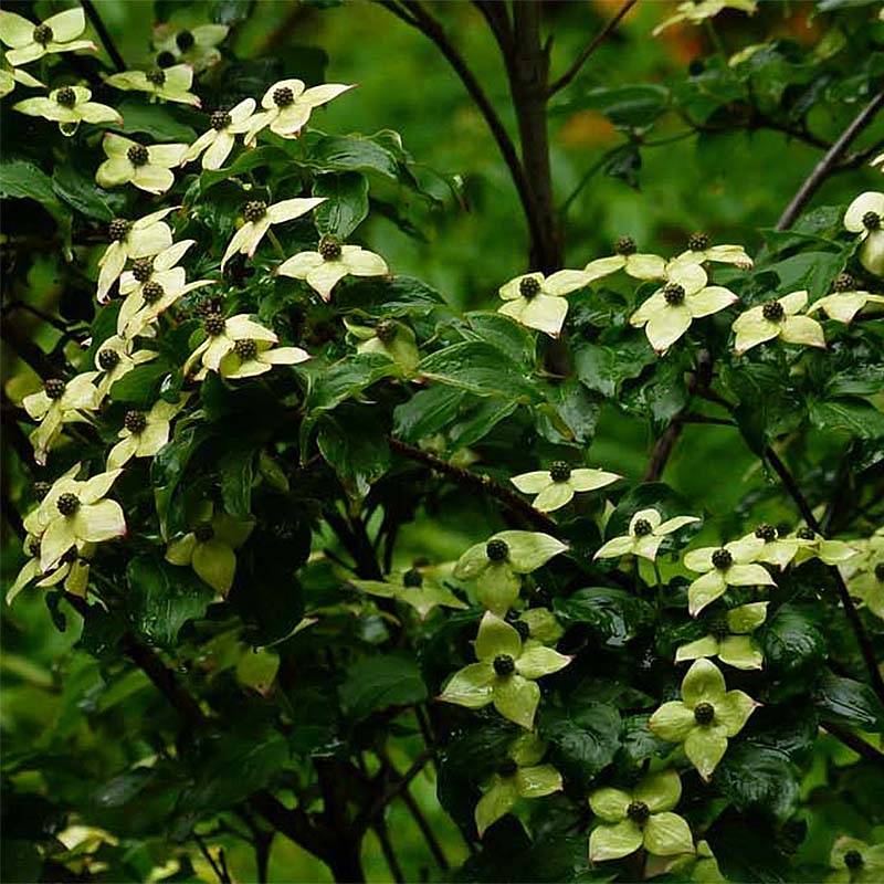 Promesse de Fleurs - Cornus kousa Wieting's Select - Cornouiller du Japon Pot de 18L/20L - Image 1
