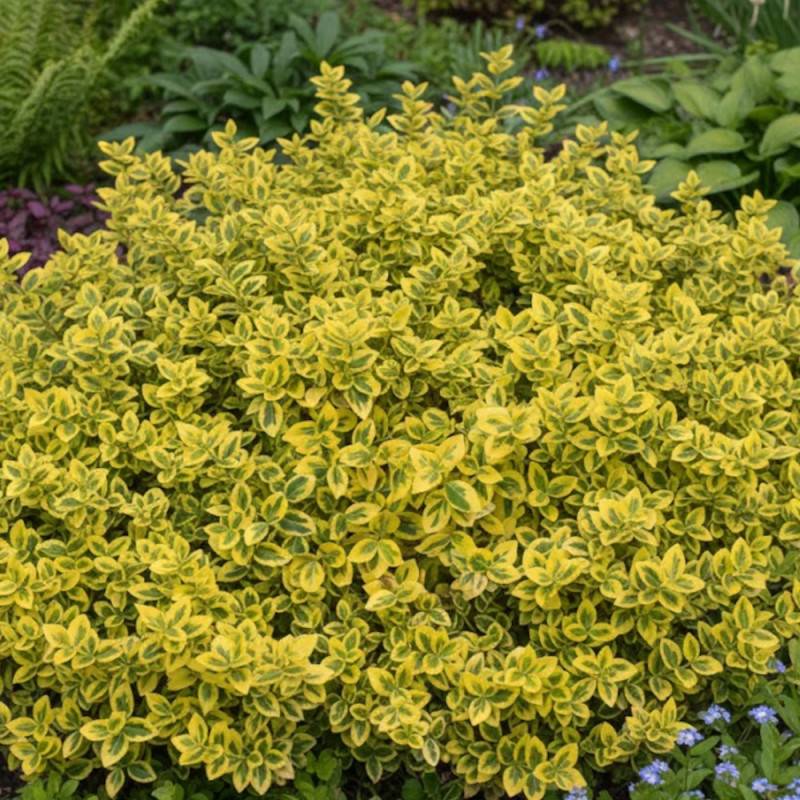 Fusain persistant Emerald'n Gold, Euonymus - Pot de 3L - 20/40 cm - Image 5