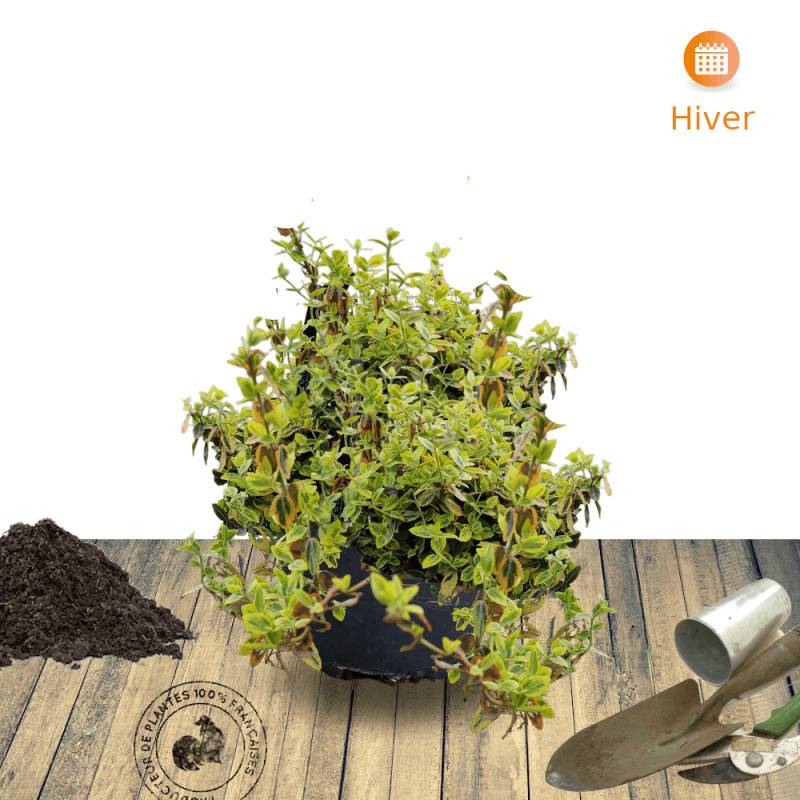 Fusain persistant Emerald'n Gold, Euonymus - Pot de 3L - 20/40 cm - Image 8