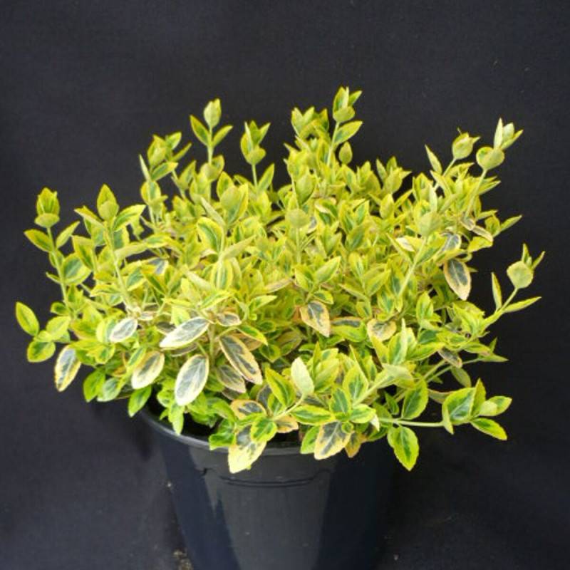 Fusain persistant Emerald'n Gold, Euonymus - Pot de 3L - 20/40 cm - Image 6