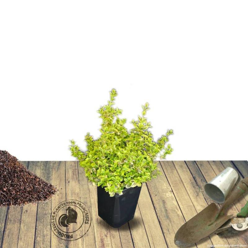 Fusain persistant Emerald'n Gold, Euonymus - Pot de 3L - 20/40 cm - Image 9
