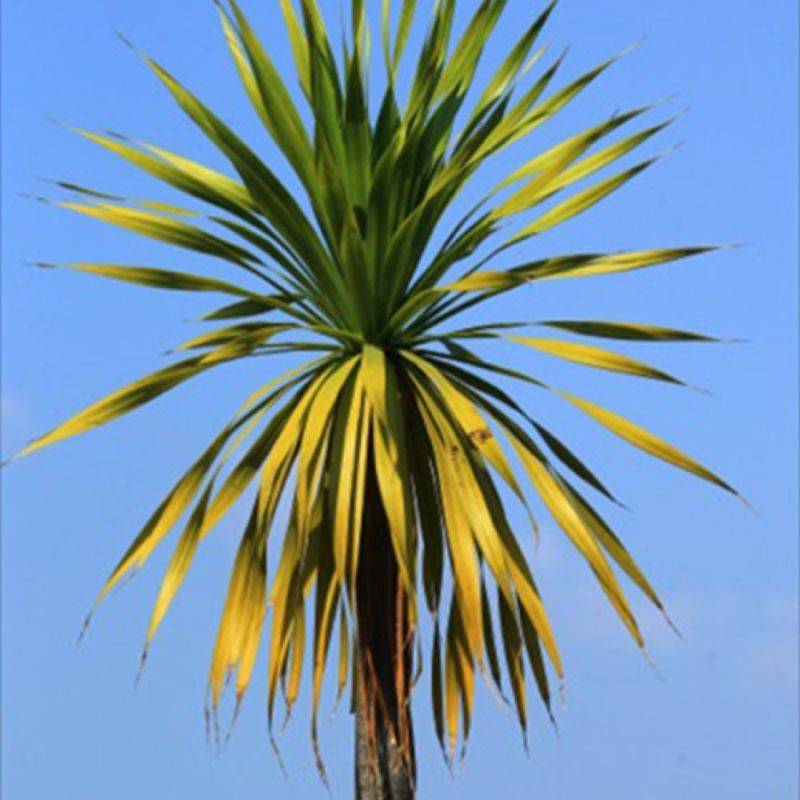3 Cordylines 'Indivisia' - Lot de 3 vivaces - Pépinières Naudet