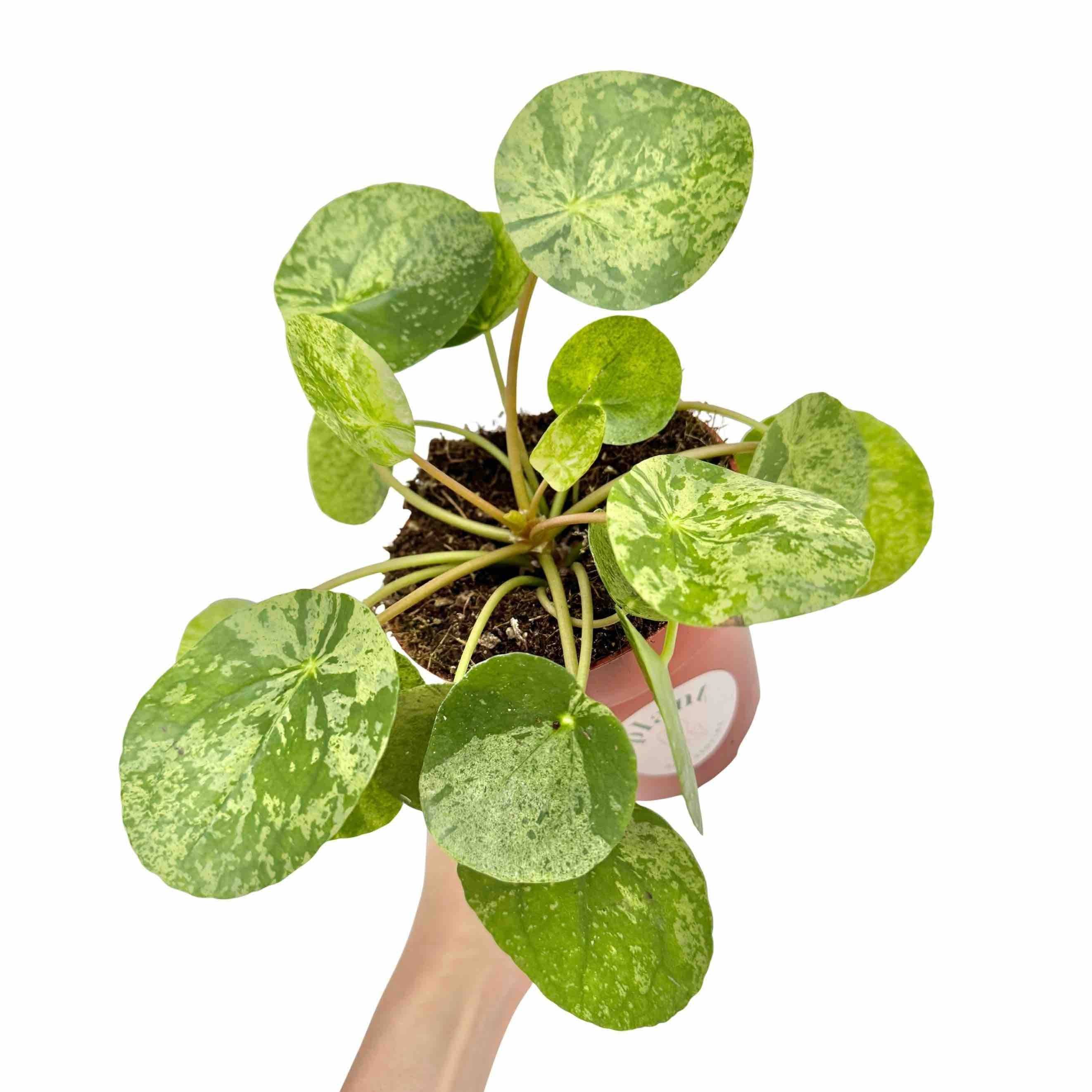 Pilea Mojito - Pot de 6cm - Plantes d'intérieur - Image 6